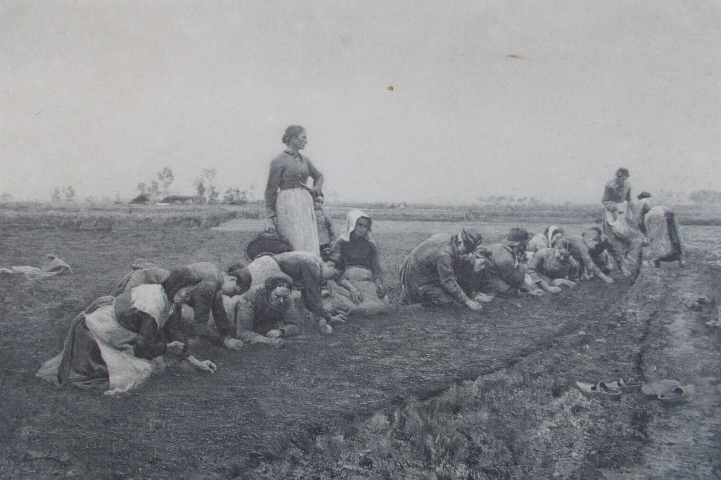des sarcleuses de lin : profession de Caroline chez les Oudoire